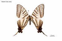 藏品(劍鳳蝶)的圖片